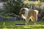 American Collie