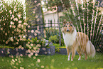 American Collie