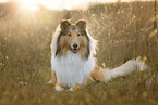 American Collie