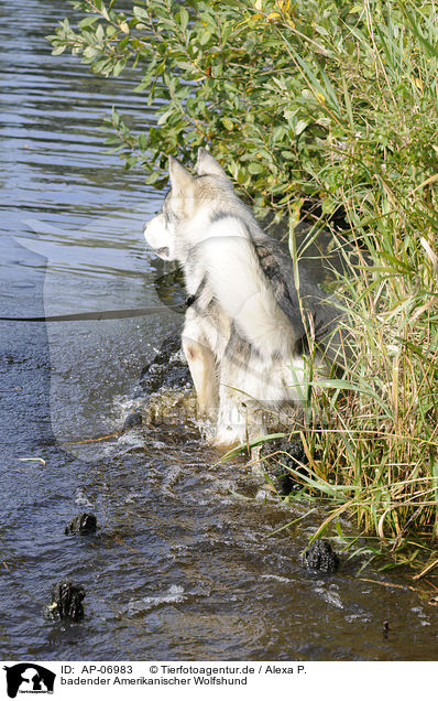 badender Amerikanischer Wolfshund / bathing american wolfdog / AP-06983