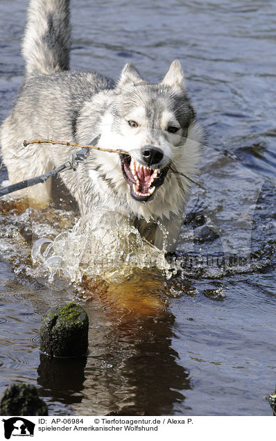 spielender Amerikanischer Wolfshund / playing american wolfdog / AP-06984