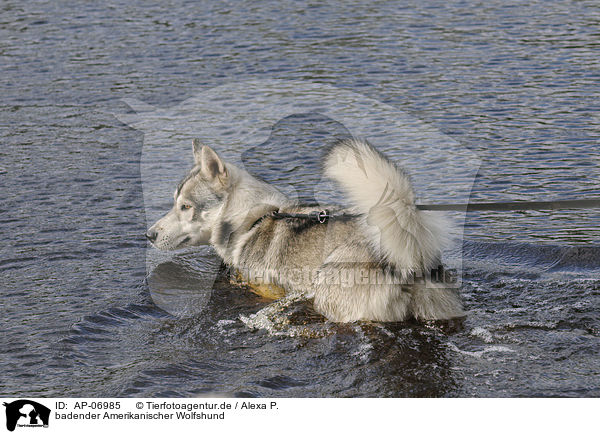badender Amerikanischer Wolfshund / bathing american wolfdog / AP-06985