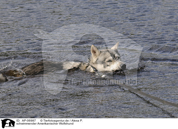 schwimmender Amerikanischer Wolfshund / swimming american wolfdog / AP-06987