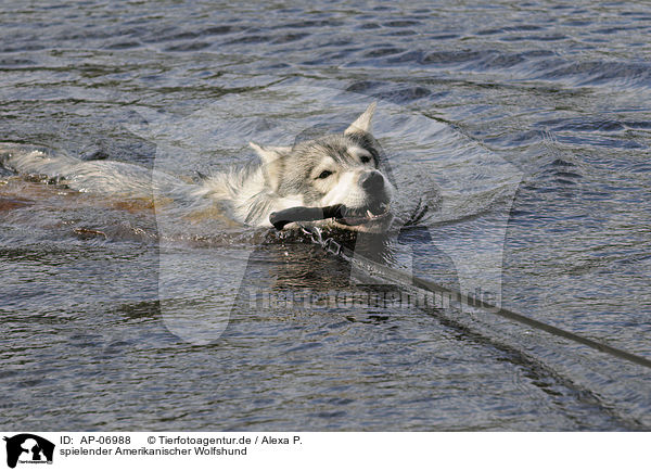 spielender Amerikanischer Wolfshund / playing american wolfdog / AP-06988
