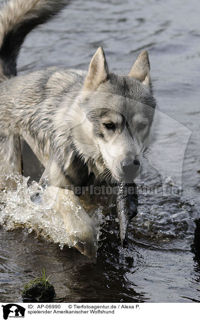 spielender Amerikanischer Wolfshund / playing american wolfdog / AP-06990