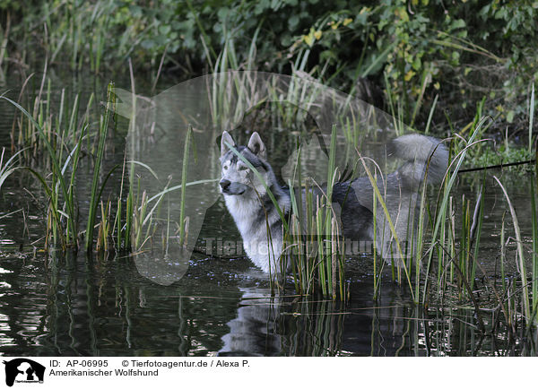 Amerikanischer Wolfshund / american wolfdog / AP-06995