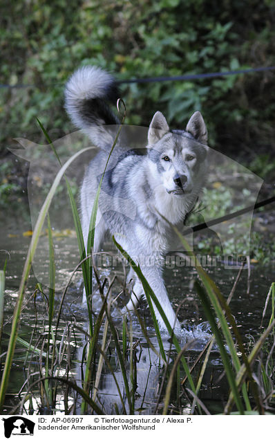 badender Amerikanischer Wolfshund / bathing american wolfdog / AP-06997