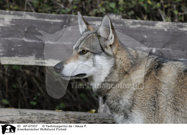 Amerikanischer Wolfshund Portrait / AP-07007