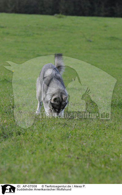 buddelnder Amerikanischer Wolfshund / digging american wolfdog / AP-07008