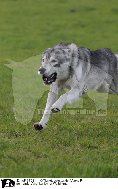 rennender Amerikanischer Wolfshund / running american wolfdog / AP-07011