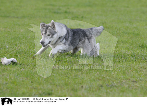 rennender Amerikanischer Wolfshund / running american wolfdog / AP-07013