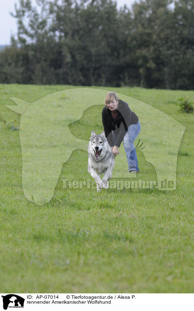 rennender Amerikanischer Wolfshund / running american wolfdog / AP-07014