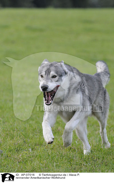 rennender Amerikanischer Wolfshund / running american wolfdog / AP-07016