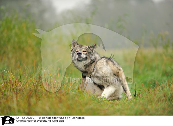Amerikanischer Wolfshund juckt sich / itching american wolfdog / YJ-09380