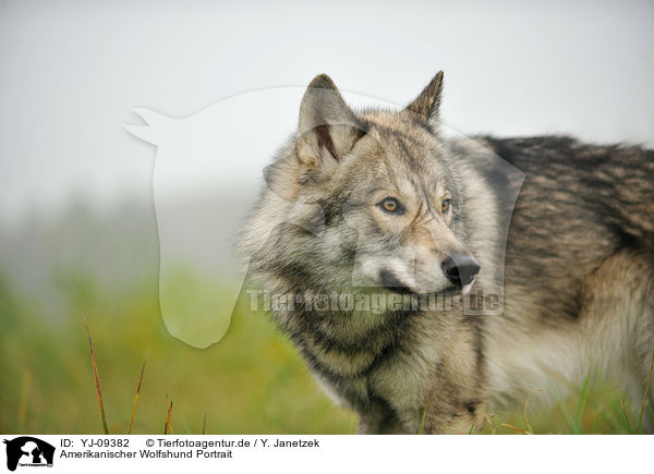 Amerikanischer Wolfshund Portrait / american wolfdog Portrait / YJ-09382