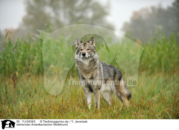 stehender Amerikanischer Wolfshund / YJ-09383