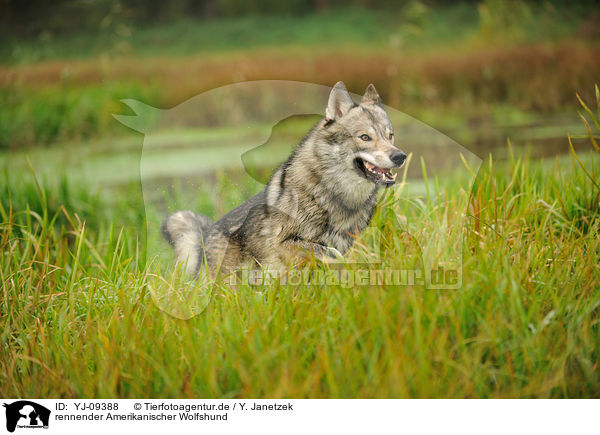rennender Amerikanischer Wolfshund / YJ-09388