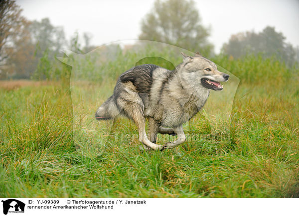 rennender Amerikanischer Wolfshund / running american wolfdog / YJ-09389