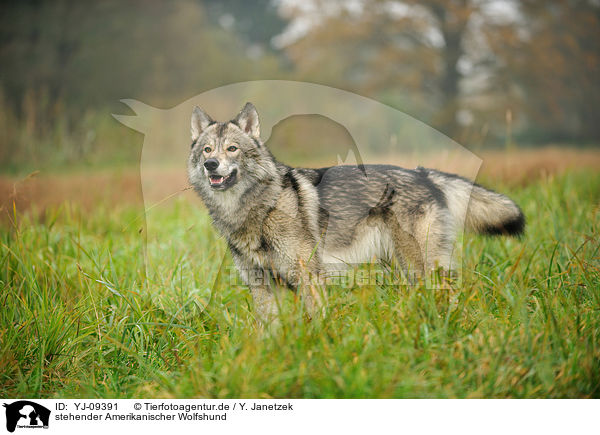 stehender Amerikanischer Wolfshund / standing american wolfdog / YJ-09391