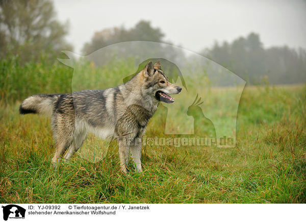 stehender Amerikanischer Wolfshund / standing american wolfdog / YJ-09392