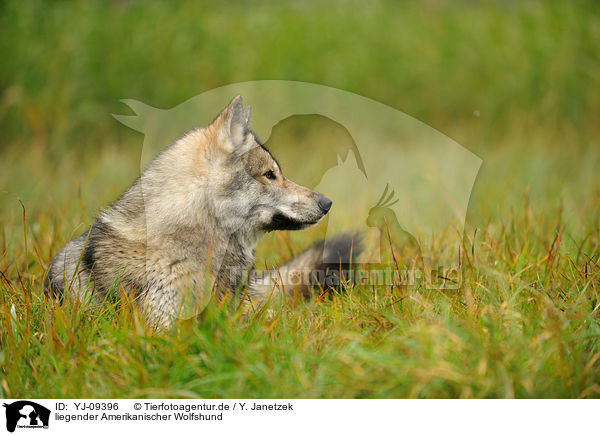 liegender Amerikanischer Wolfshund / lying american wolfdog / YJ-09396