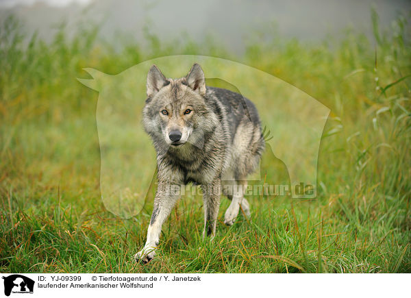 laufender Amerikanischer Wolfshund / YJ-09399