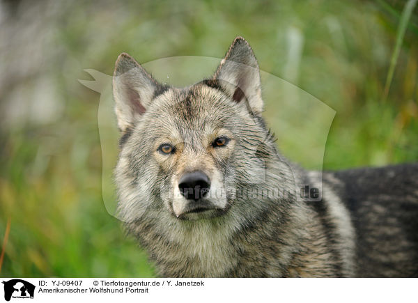 YJ-09407 - Amerikanischer Wolfshund Portrait / american wolfdog