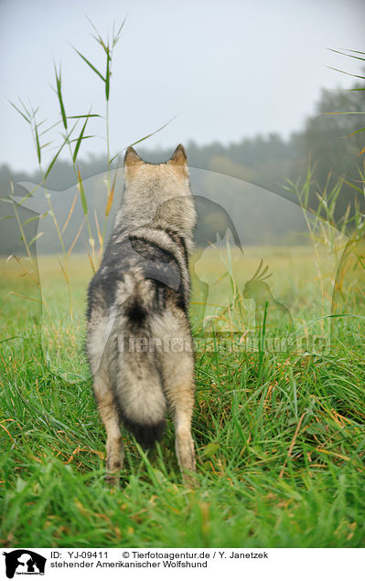 stehender Amerikanischer Wolfshund / standing american wolfdog / YJ-09411