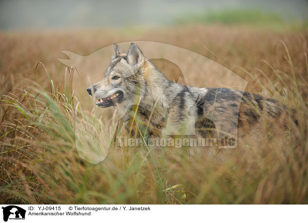 Amerikanischer Wolfshund / american wolfdog / YJ-09415