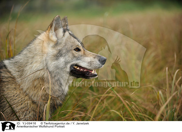 Amerikanischer Wolfshund Portrait / YJ-09416