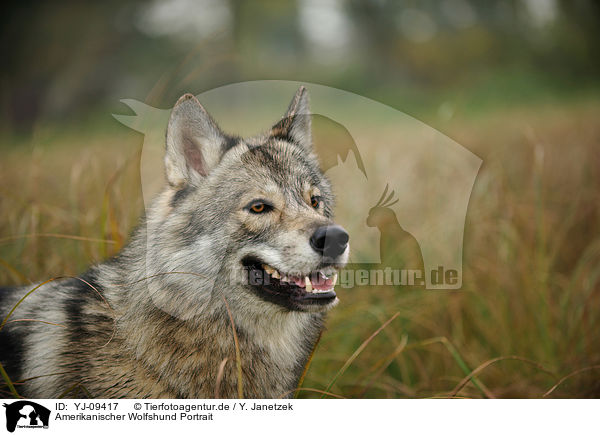 Amerikanischer Wolfshund Portrait / american wolfdog Portrait / YJ-09417