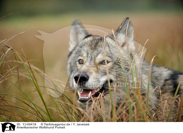Amerikanischer Wolfshund Portrait / american wolfdog Portrait / YJ-09418