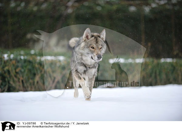 rennender Amerikanischer Wolfshund / YJ-09786