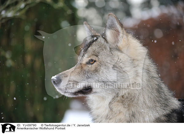 Amerikanischer Wolfshund Portrait / YJ-09790