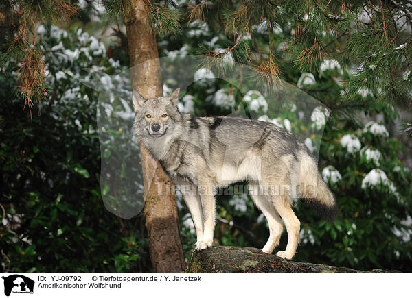 Amerikanischer Wolfshund / YJ-09792
