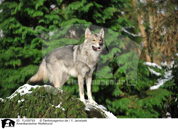 Amerikanischer Wolfshund / YJ-09793