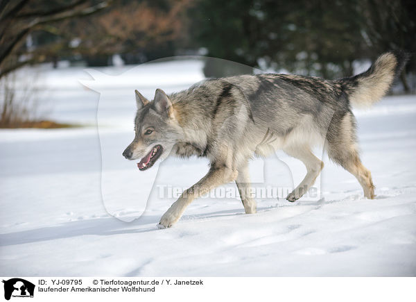 laufender Amerikanischer Wolfshund / YJ-09795