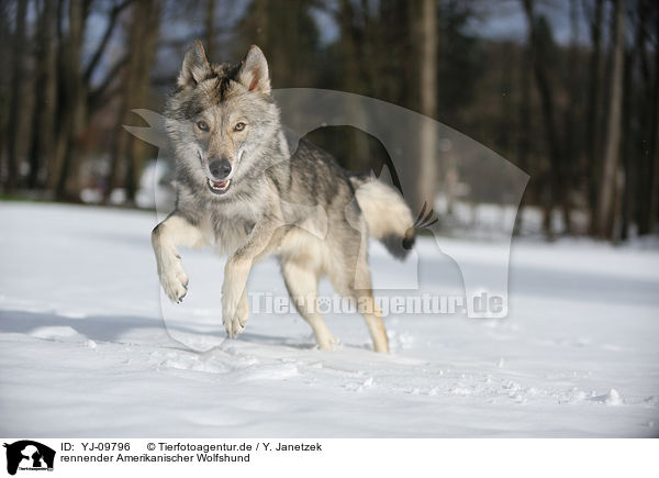 rennender Amerikanischer Wolfshund / running american wolfdog / YJ-09796