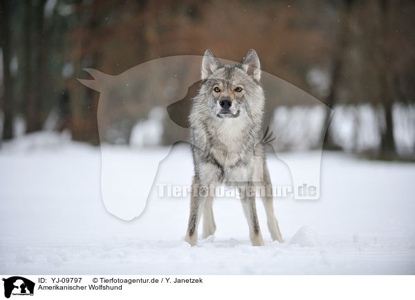 Amerikanischer Wolfshund / YJ-09797