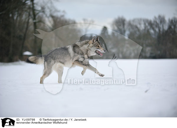rennender Amerikanischer Wolfshund / running american wolfdog / YJ-09798