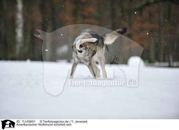 Amerikanischer Wolfshund schttelt sich / YJ-09801