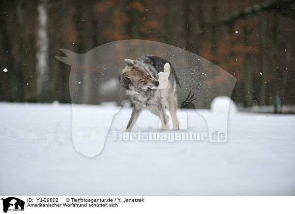 Amerikanischer Wolfshund schttelt sich / shaking american wolfdog / YJ-09802