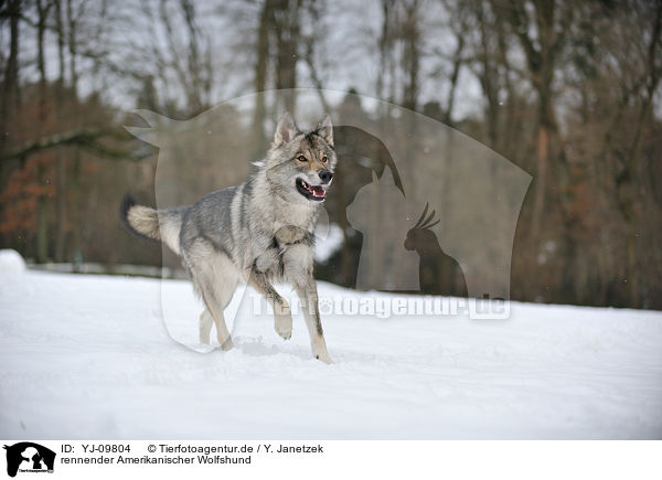 rennender Amerikanischer Wolfshund / YJ-09804