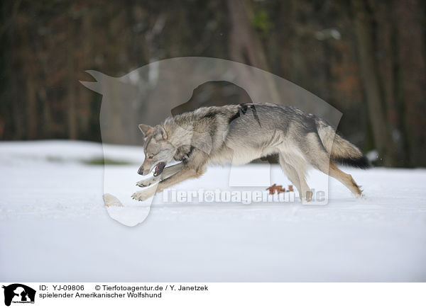 spielender Amerikanischer Wolfshund / YJ-09806