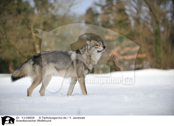 Amerikanischer Wolfshund / YJ-09808