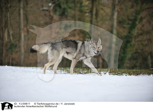 laufender Amerikanischer Wolfshund / walking american wolfdog / YJ-09811