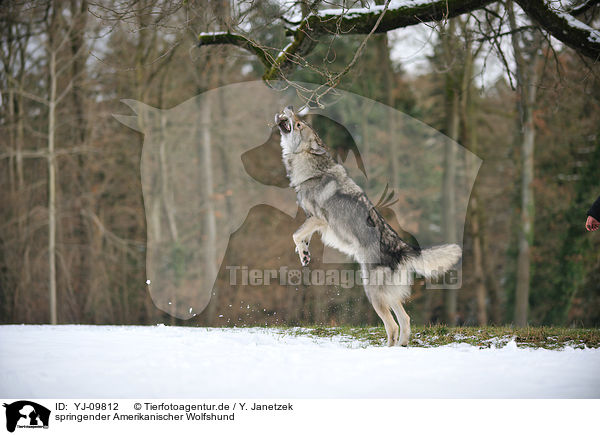 springender Amerikanischer Wolfshund / YJ-09812