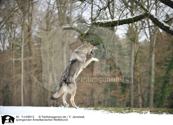 springender Amerikanischer Wolfshund / jumping american wolfdog / YJ-09813