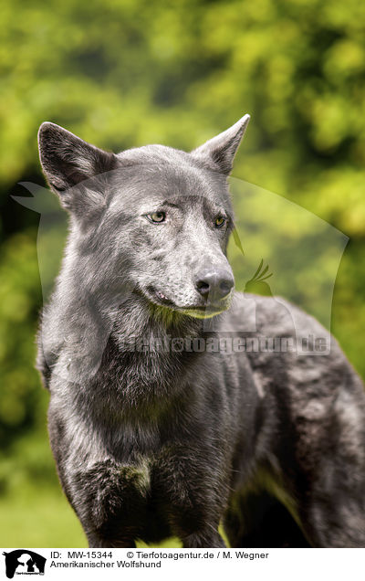 Amerikanischer Wolfshund / MW-15344