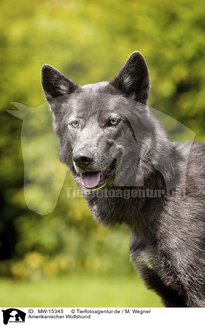Amerikanischer Wolfshund / American Wolfdog / MW-15345